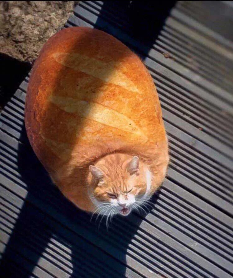 Кот хлеб. Котик в хлебе. Кот батон. Кот булочка