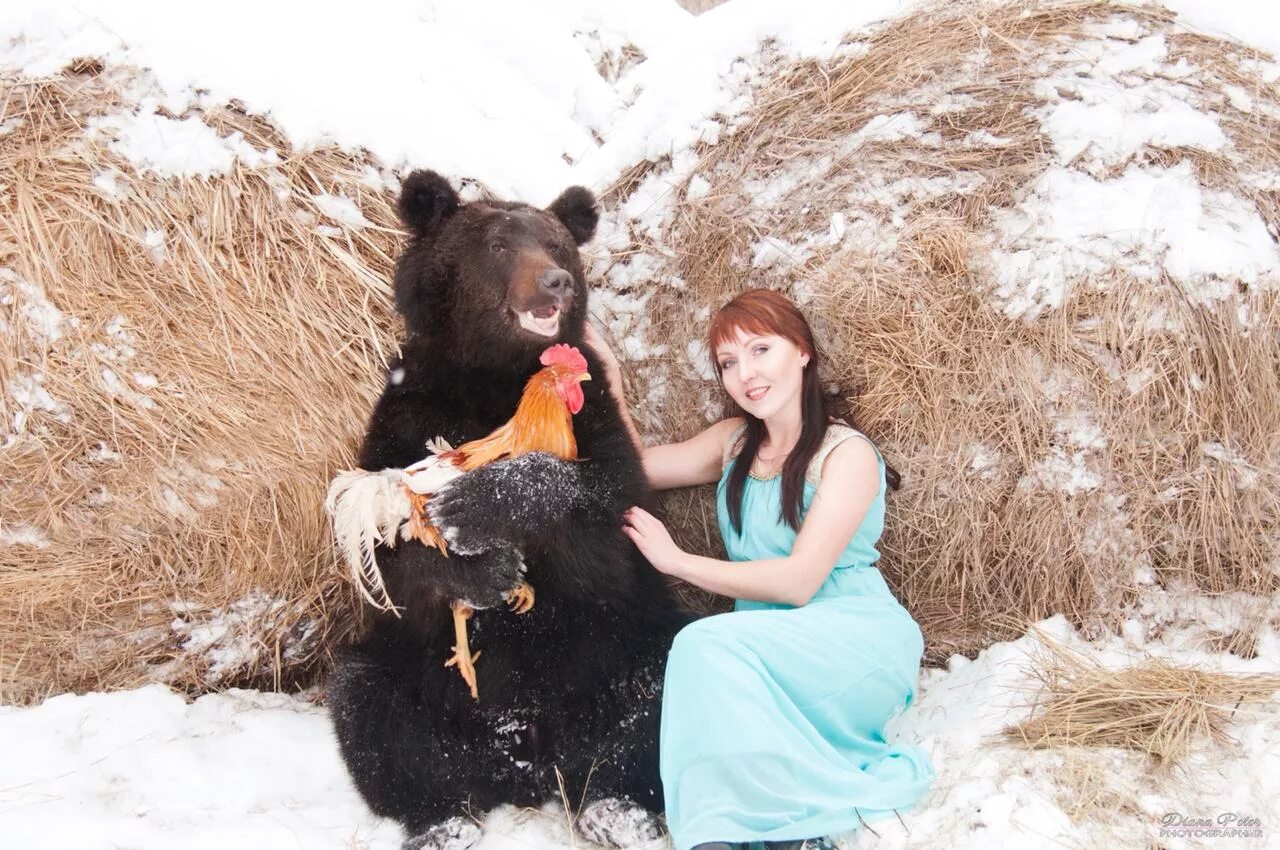 медведь откормленный. медведь женщина дом. медведь женщина дом. медведь и женщина. медведь обнимает девушку.