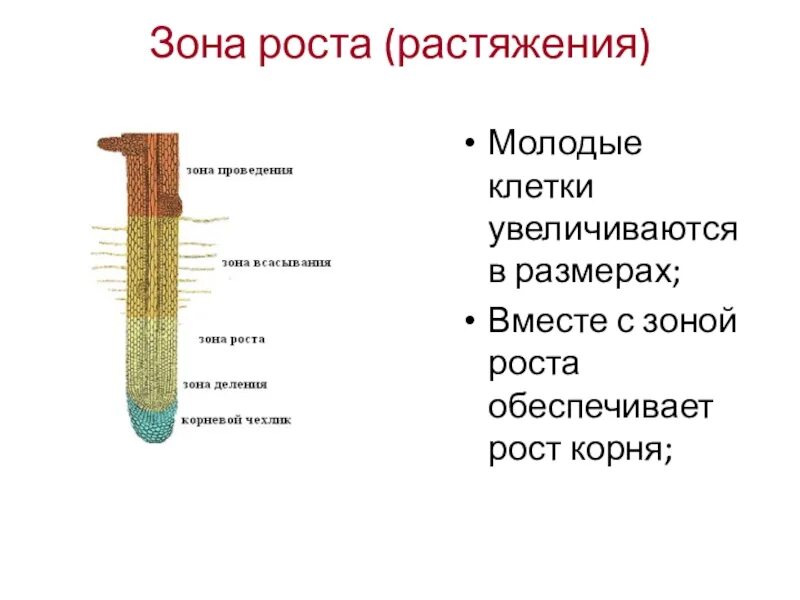 Зона роста корня. Зоны корня зона растяжения. Рост корня растений. Зоны корня и рост корня. Последовательность роста корня