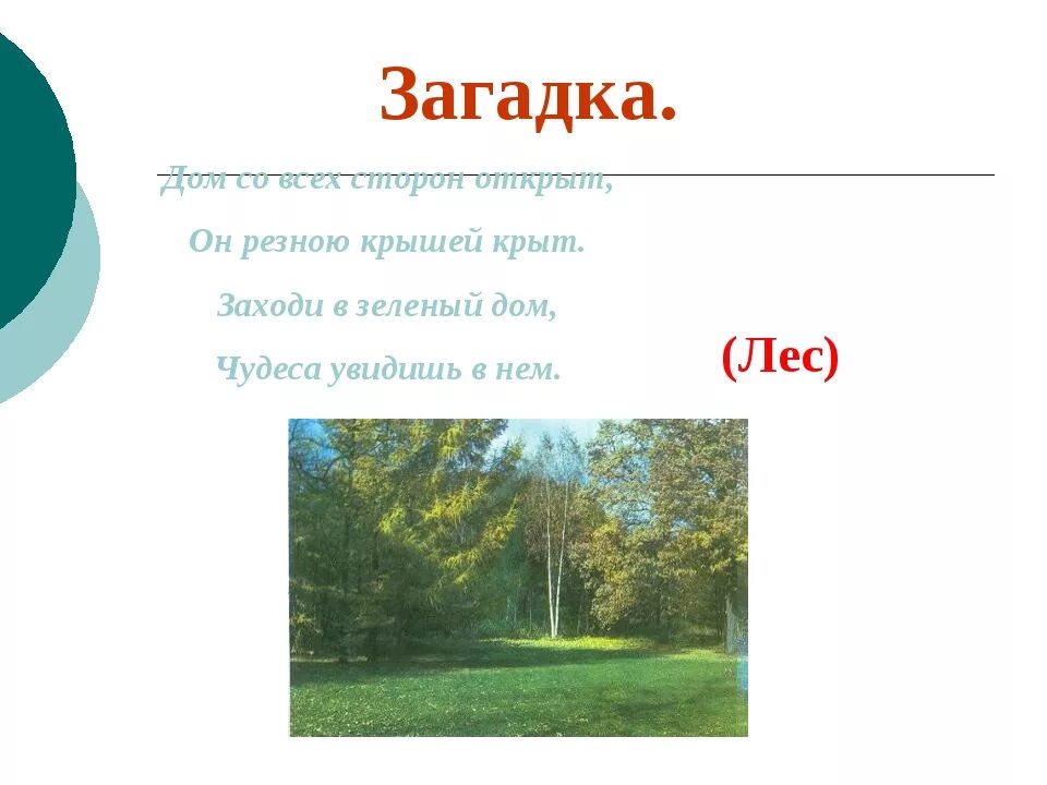 Загадки про лес 3 класс. Загадки про лес для детей. Загадки про лес 3 класс лес. Загадка с отгадкой лес.