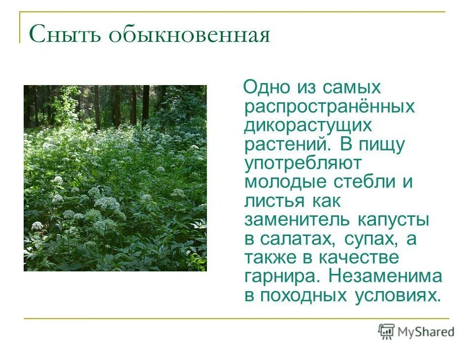 Сныть (aegopodium podagraria). Сныть трава полезные. Сныть трава. Сныть обыкновенная. Сныть обыкновенная : лекарственное растение.