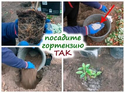 Посадка гортензий расстояние