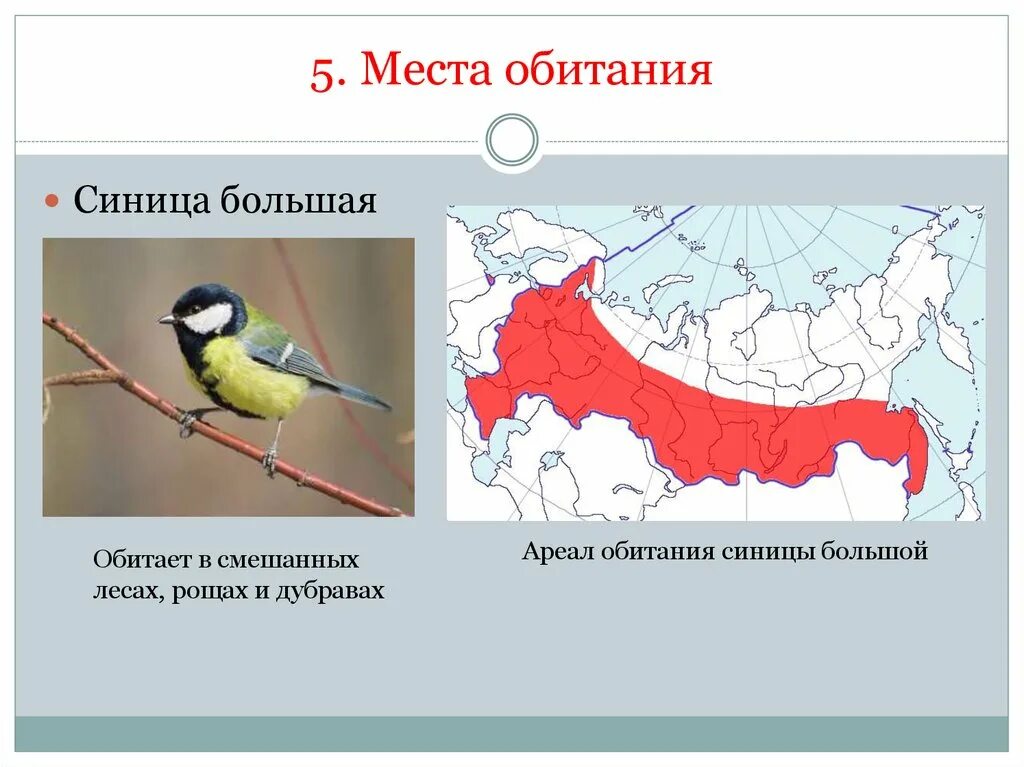 Место обитания некоторых. Большая синица ареал обитания. синица лазоревка местообитание. ареал обитания большой синицы. синица лазоревка ареал обитания.