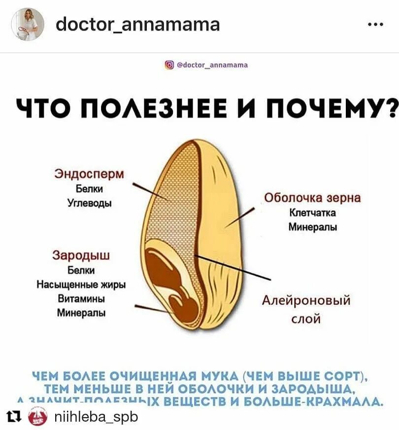 Содержимое кокоса является эндоспермом