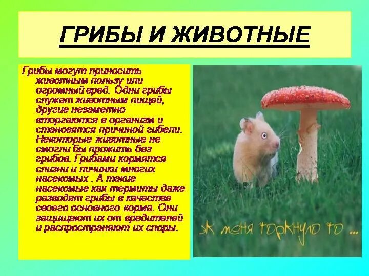 Опасности в лесу для человека. Проект опасные грибы. Растения грибы животные опасные для человека проект. Проект лесные опасности 2 класс окружающий мир. Сообщение о животных и о грибах.