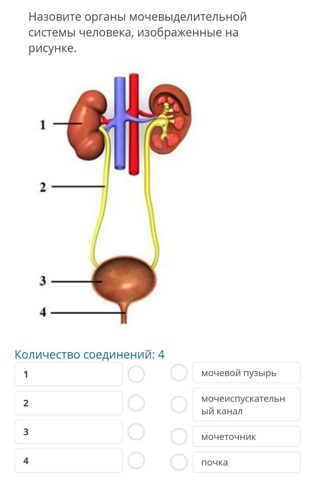 Основной орган мочевыделительной системы человека. Системы органов человека мочевыделительная система. Органы и функции мочевыделительной системы схема. Строение мочевыделительной системы человека анатомия. Таблица мочевыделительная система человека биология.