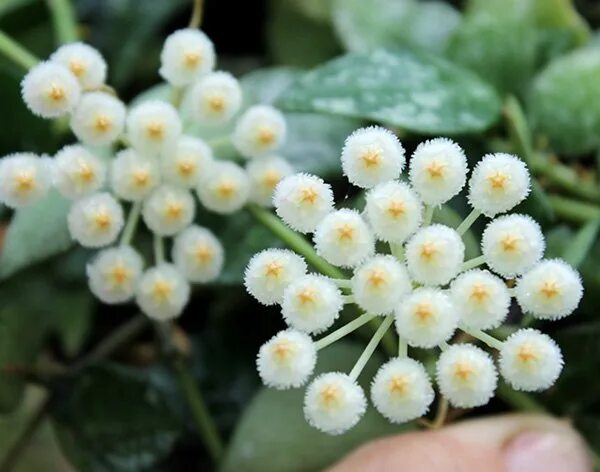 Лакуноза эскимо. Хойя lacunosa Eskimo. Hoya lacunosa. Хойя Hoya lacunosa. Hoya lacunosa super Eskimo.