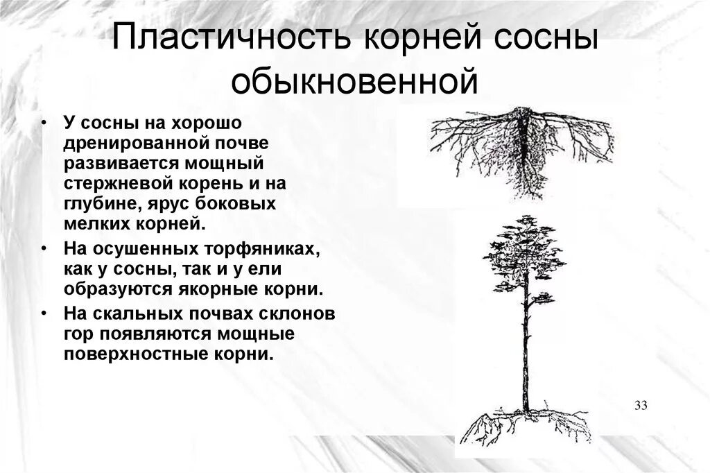 Корневая у хвойных. Корневая система сосны обыкновенной. Ель обыкновенная корневая система. Корни хвойных деревьев глубина. Корневая система ели и сосны схема.