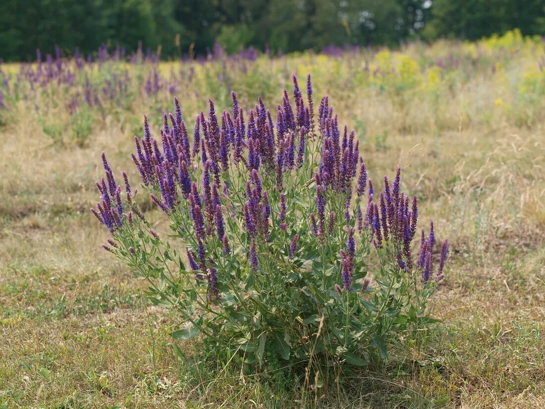 Шалфей salvia. Шалфей дубравный ostfriesland. Шалфей мускатный кубанец. Шалфей остепнённый шалфей степной шалфей сухостепной. Шалфей оффициналис.