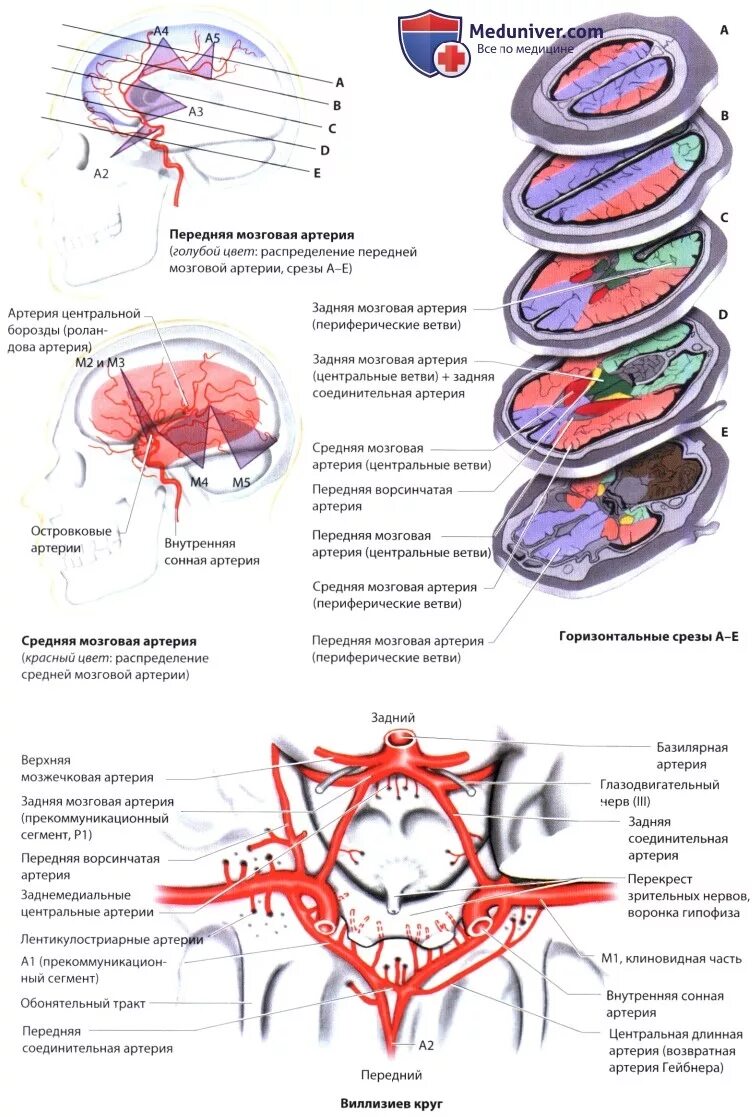 Ветви средней мозговой артерии схема. Средняя мозговая артерия кровоснабжает доли. Левая средняя мозговая артерия кровоснабжает. Среднемозговая артерия сегменты.