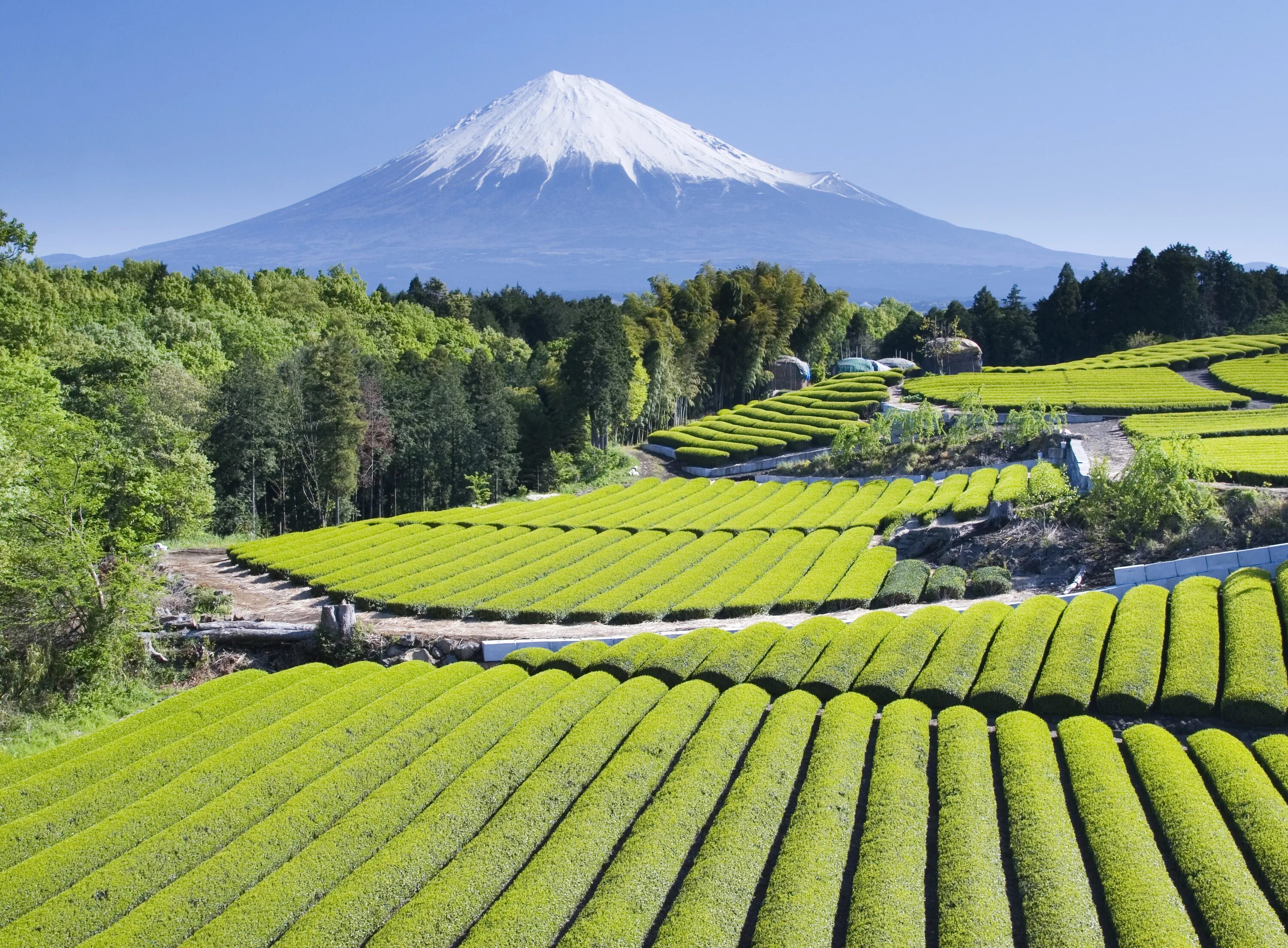 Виды плантаций. Чайные плантации в Японии. Парк Фудзи Япония. Сидзуока гора. Гора Фудзияма в Японии.