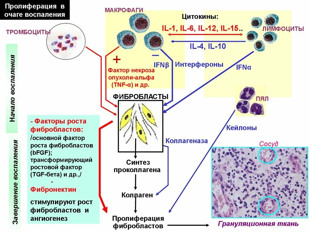 Макрофаги механизмы. Схема патогенеза хронического воспаления. Пролиферация клеток эпителия. Механизм развития пролиферативного воспаления. Пролиферация клеток схема.