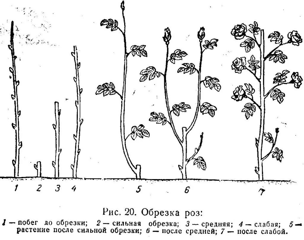 Как обрезать розу весной для начинающих. Обрезка роз осенью схема. Схема обрезки роз флорибунда. Обрезка плетистых роз весной для начинающих. Весенняя обрезка парковых роз.