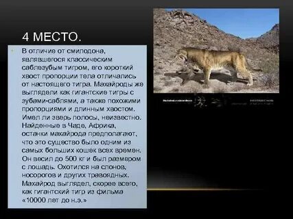 Нападение саблезубого тигра описание история 5 класс