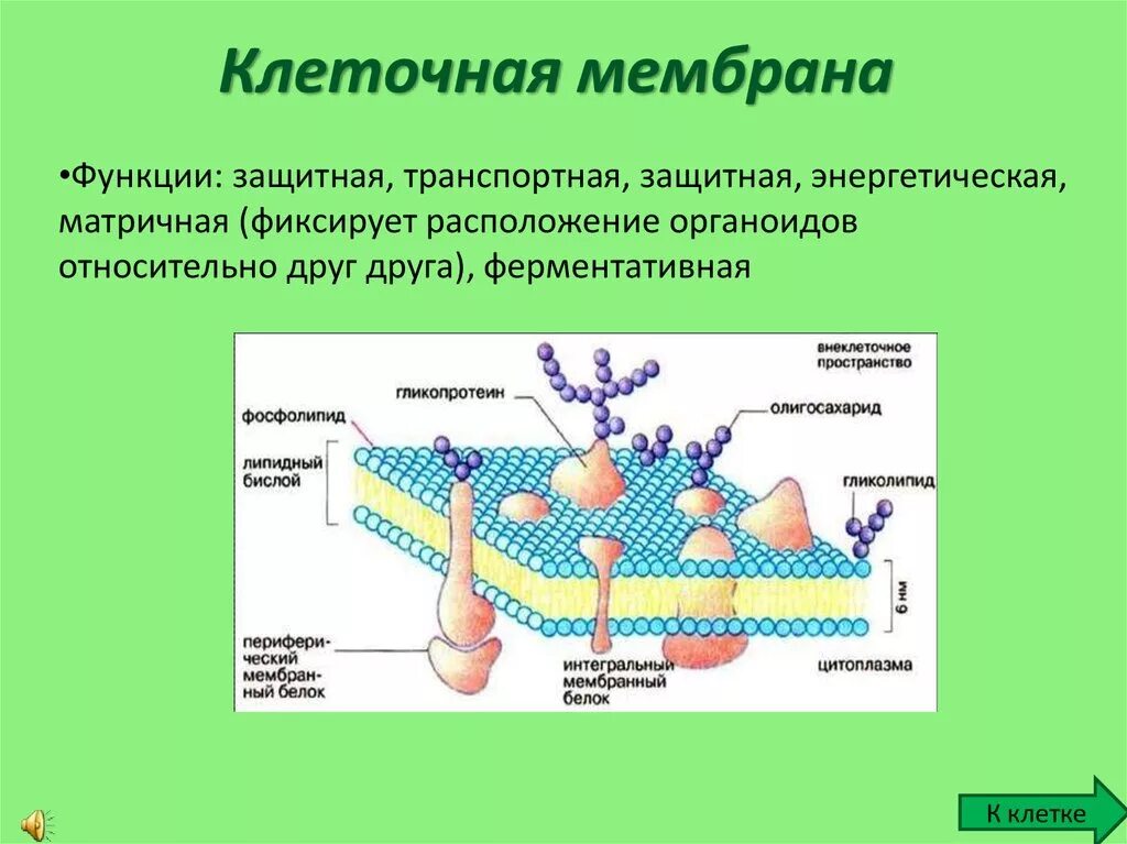 Основные структуры клетки мембрана. Наружная клеточная мембрана строение и функции. Функции мембраны клетки 10 класс. Строение клеточной мембраны 10 класс биология. Функция мембраны клетки является