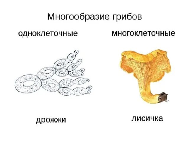 Среди грибов встречаются как одноклеточные. Строение гриба одноклеточные и многоклеточные. Грибы одноклеточные или многоклеточные. Многоклеточные грибы многоклеточные грибы. Одноклеточные грибы и многоклеточные грибы.