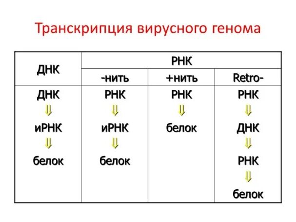 Транскрипция генома