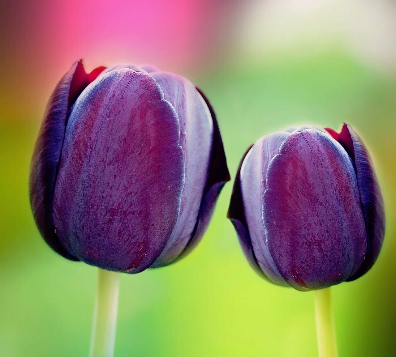 Что означают фиолетовые тюльпаны. Тюльпан Пурпл равен. Тюльпан Пурпл Прайд. Тюльпан Пурпл Скай.