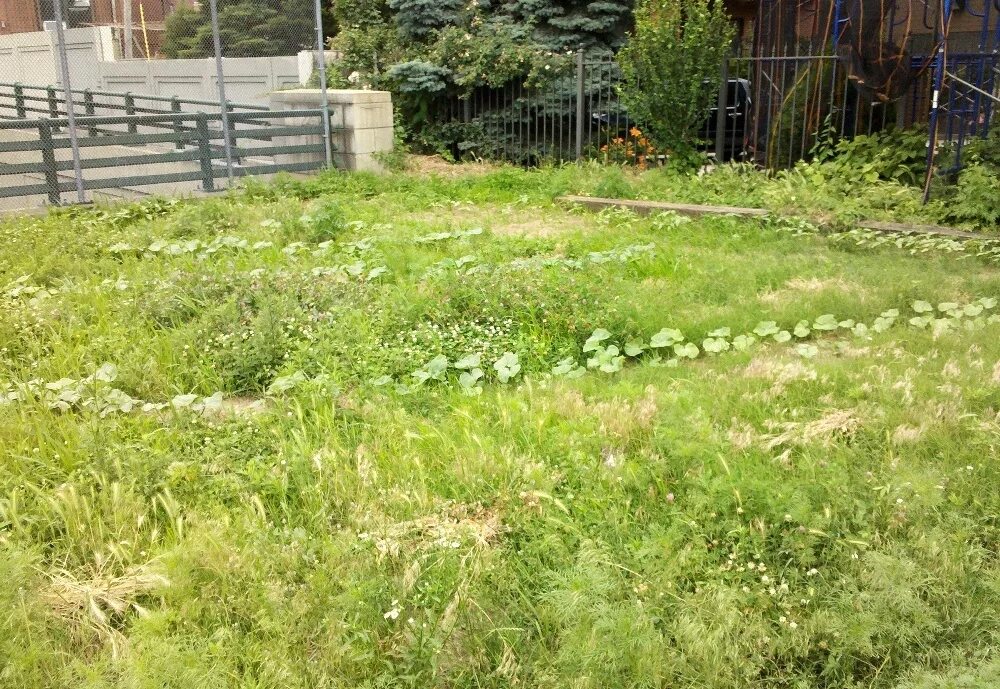 Что такое найди кота. Найди кота. найдите кота. найти кота на картинке. найди кота на фотографии.