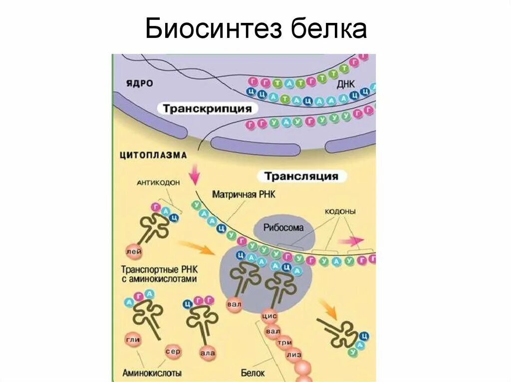 Биосинтез белка. Синтез белка. Процесс биосинтеза белка. Биосинтез белков схема.