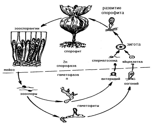 Размножение бурых водорослей жизненный цикл. Жизненный цикл Laminaria. Цикл развития бурых водорослей. Цикл развития бурых водорослей схема.