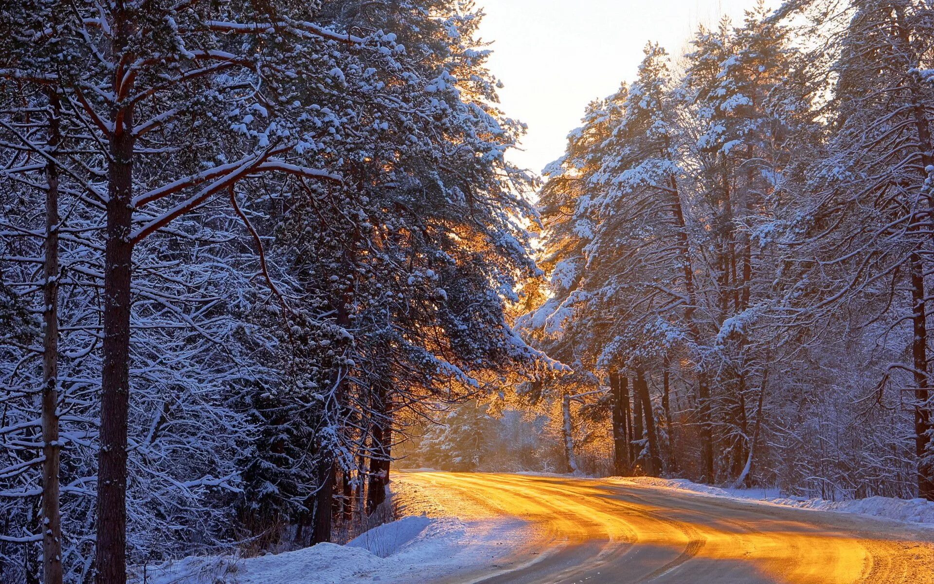 Зима пейзаж. Зима в лесу. Зимняя дорога в лесу. Красивый зимний лес.