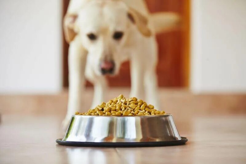 Корм для собак. Собака ест сухой корм. Миска для собак. Собачий корм в миске. What your pet eat