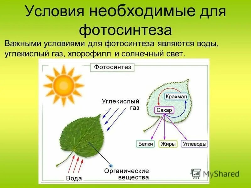 Пигмент участвовавший в фотосинтезе. Для фотосинтеза необходимы. Процесс фотосинтеза. Условия фотосинтеза. Условия процесса фотосинтеза.