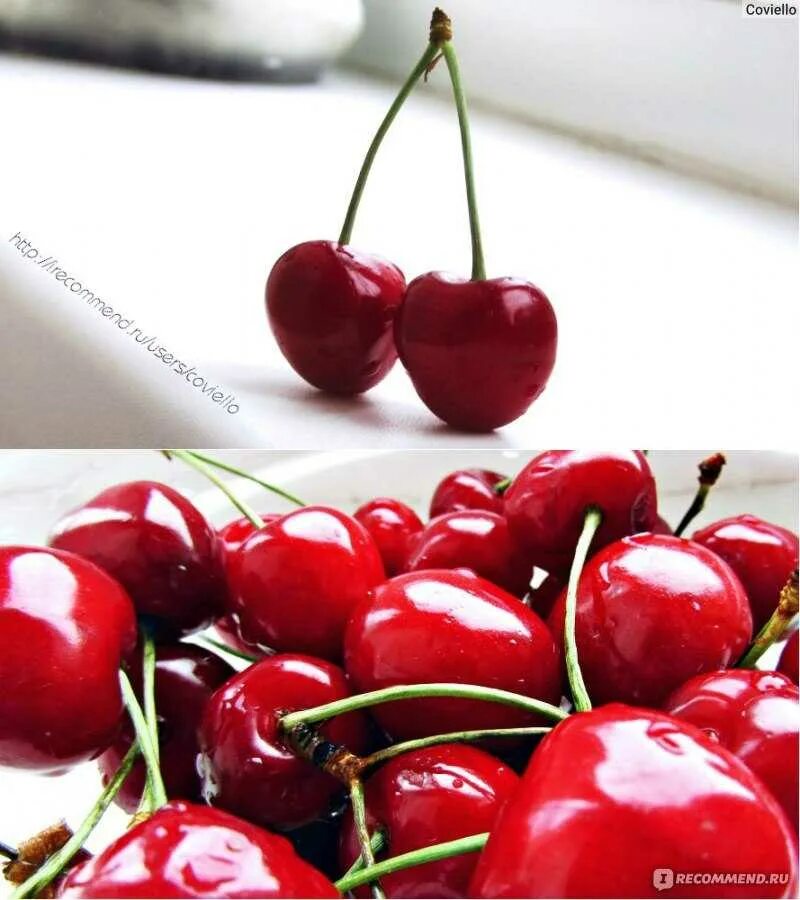 Вишня vs черешня. Разница между вишней и черешней. Вишня vs черешня. Как отличить вишню от черешни. Вишня и черешня отличия.