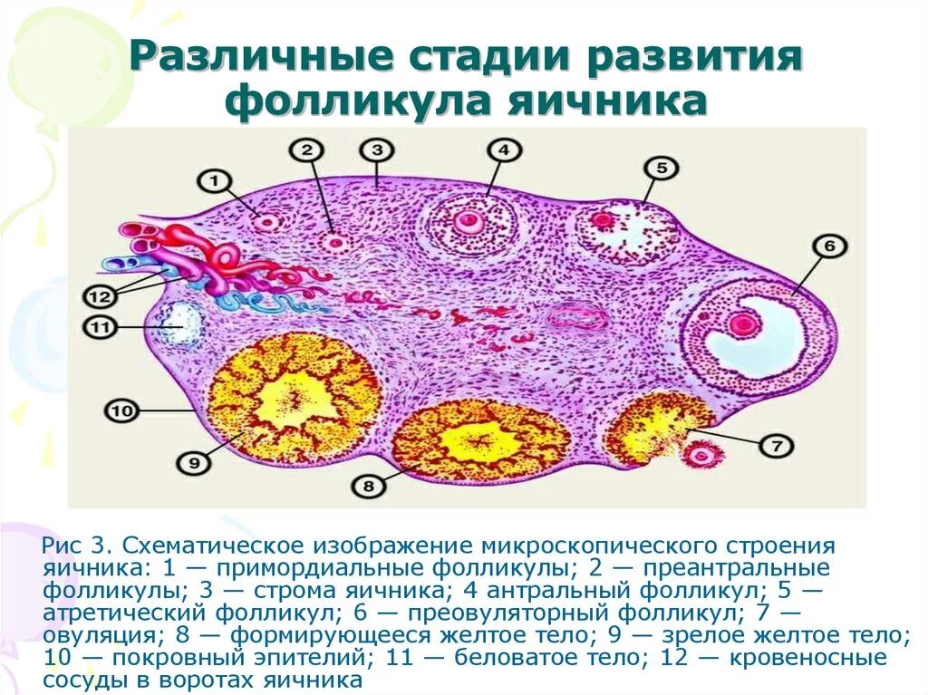 3 5 фолликулов в яичнике. Стадии развития фолликула в яичнике. Стадии развития фолликула схема. Стадии развития яичниковых фолликулов. Схема развития фолликулов яичника.