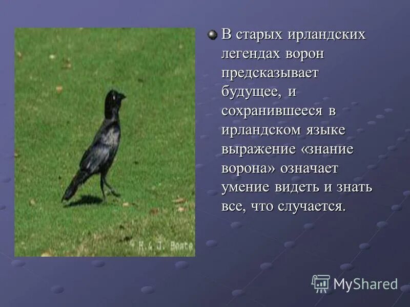 клички ворон. стихи про ворон. тотемные животные по знакам зодиака весы. имя означающее ворон. загадка про ворона.