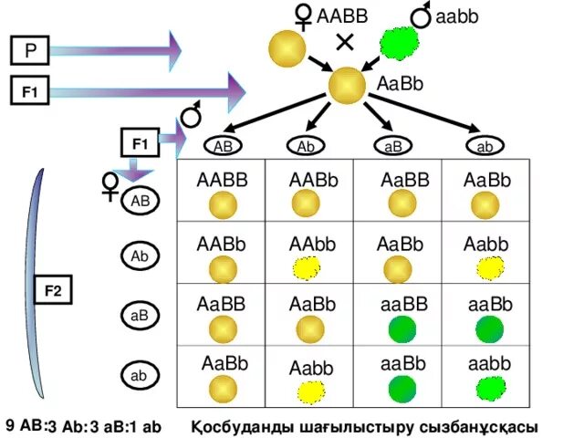 Гамет генотипа aabbcc. AABB AABB. AABB биология. AABB AABB скрещивание. Скрещивание AABB AABB схема.