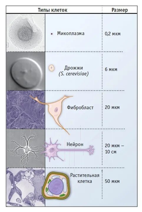 Размер клетки человека. Размеры клеток. Диаметр клетки человека. Размеры клеток биология. Максимальный размер клетки