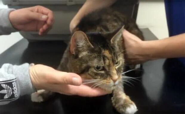 Стал слизывать. Столичные ветеринары спасли бенгальскую кошку. Британия кошка дает интервью. Картинки что делать если кошку отравили. Как спасают котят от боли.