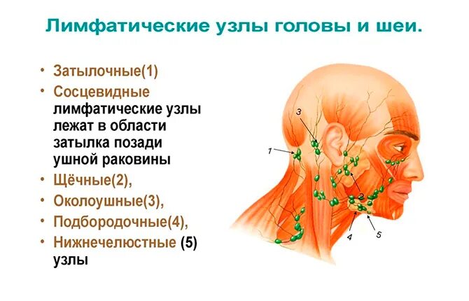 Увеличение задне шейных лимфатических узлов является