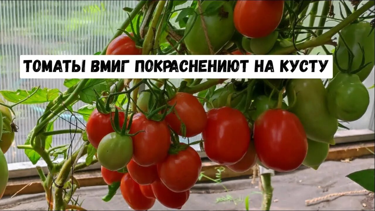 Чтобы помидоры были сладкими и быстро краснели. Томат. томатный метод барбекю. почему не краснеют помидоры в теплице и что делать. садоводство с еленой.