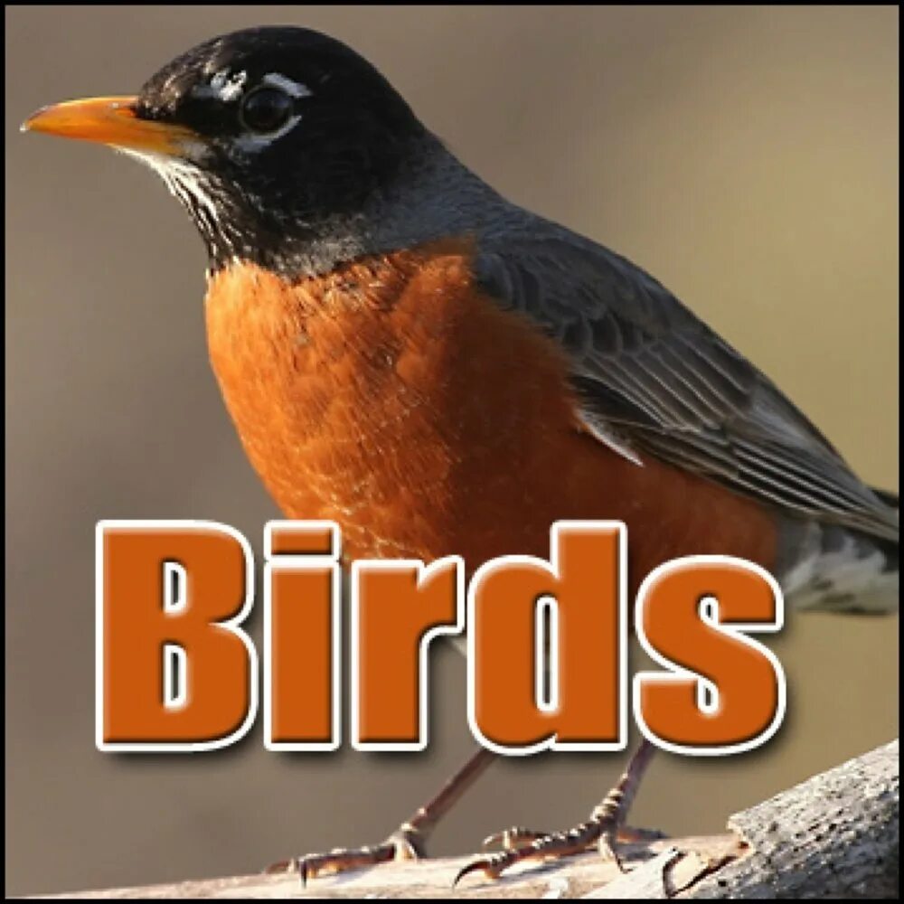 Bird Sound. Sound Effect of Birds. Brown Jay Bird. Sound Bird kinar.