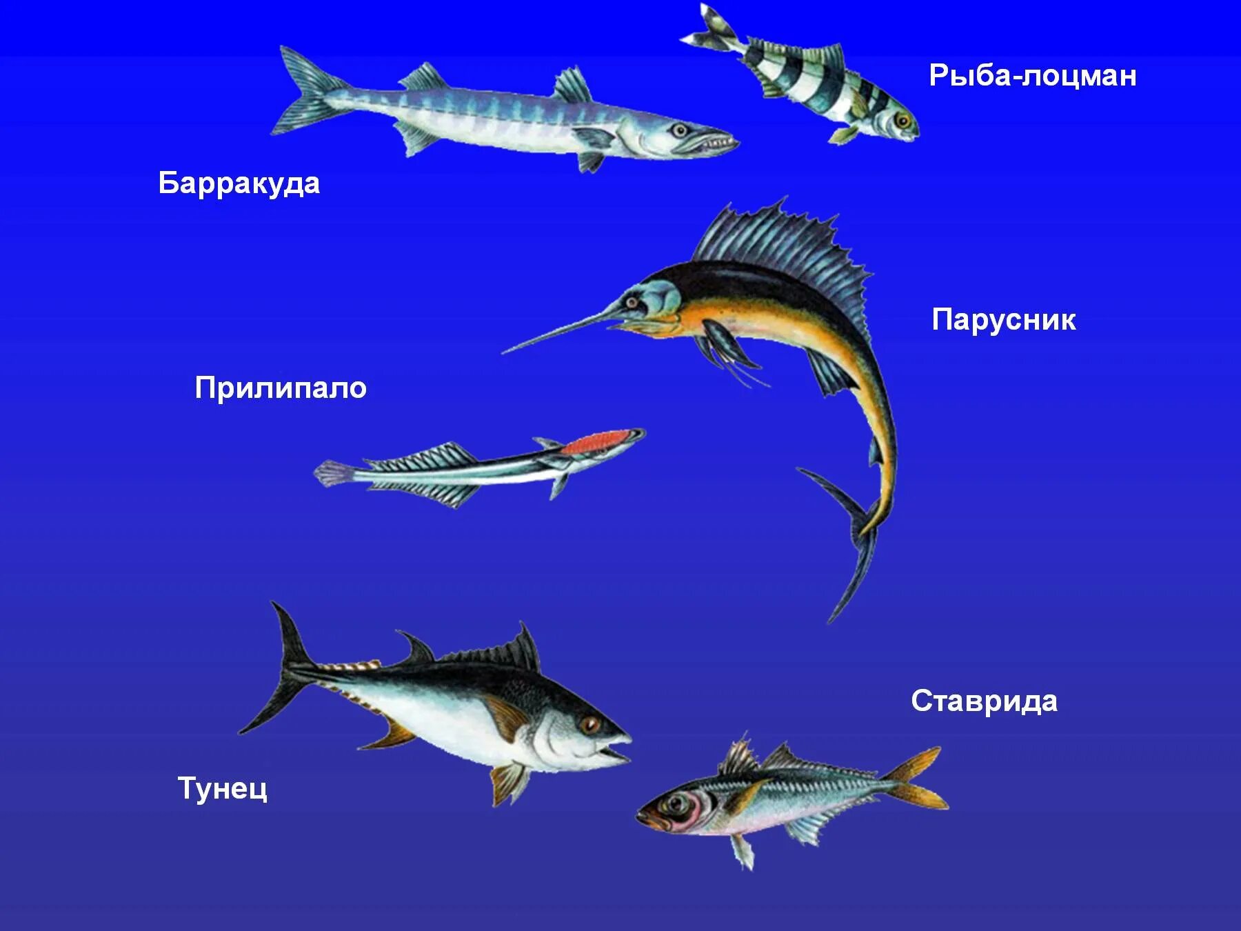 Морская рыба названия. Название океанических рыбок. Рыбы морские и Пресноводные. Морские рыбы для детей с названиями. Назови морскую рыбу