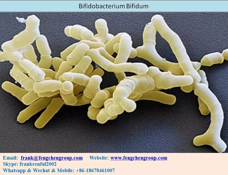 Бифидобактерии 5. Бифидобактерии bifidum. Bifidum бактерии. Бифидобактерии это царство. Bifidobacterium bifidum mimbb75.