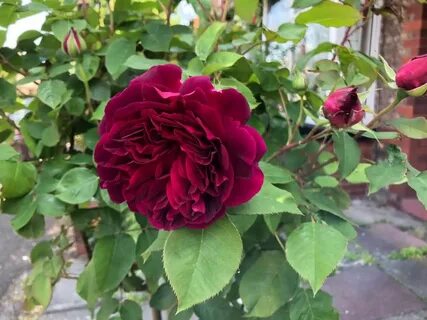 Master rose