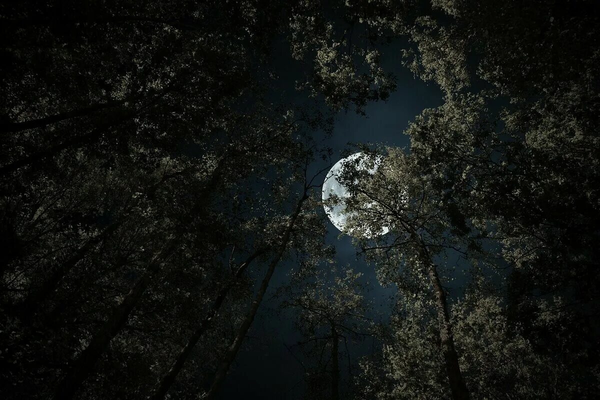 Wallpaper forest, the sky, trees, night, branches, Park, the moon, moonlight for