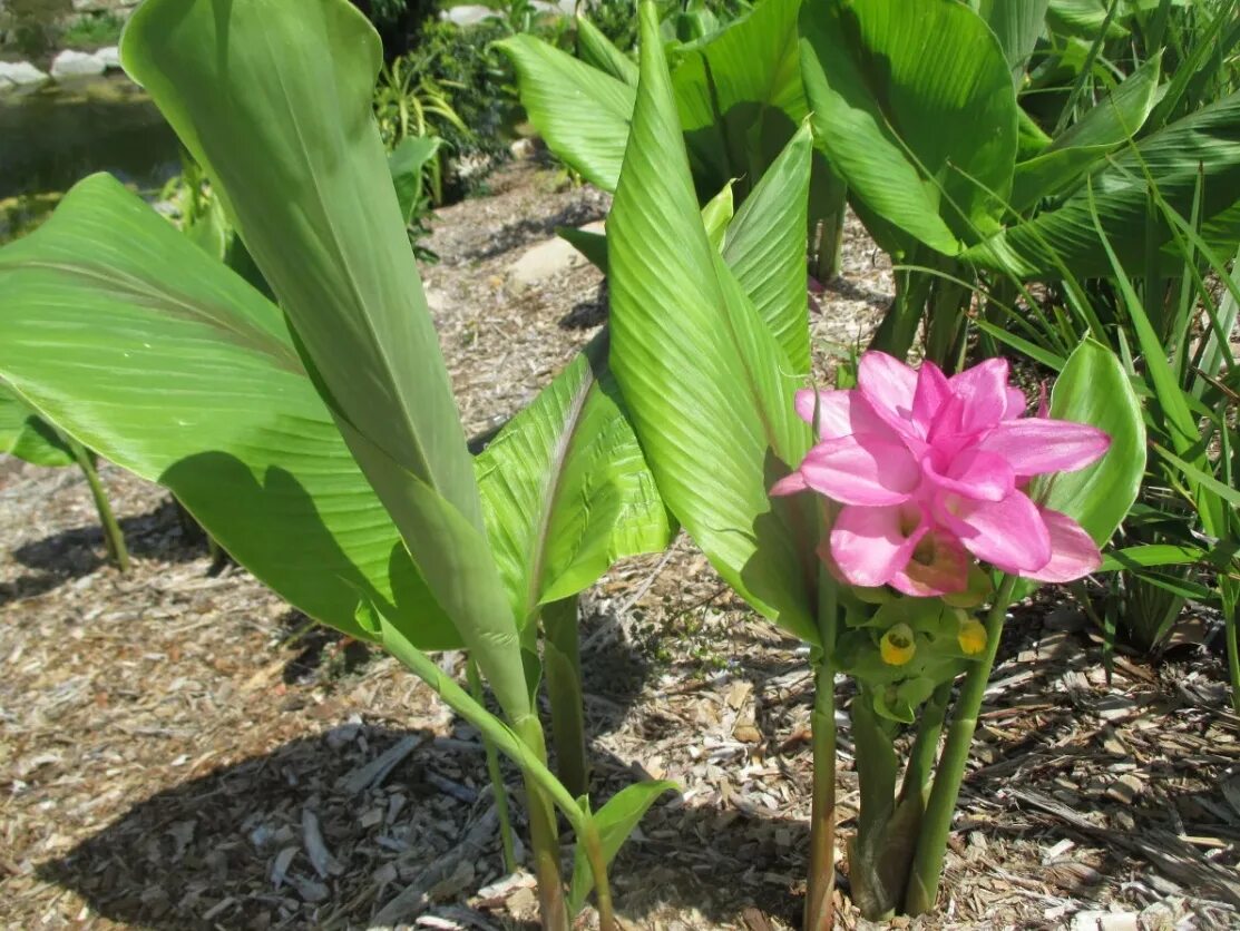 Куркума что за растение. Куркума цедоария. Растения curcuma longa. Куркума длинная. Куркума цветок.