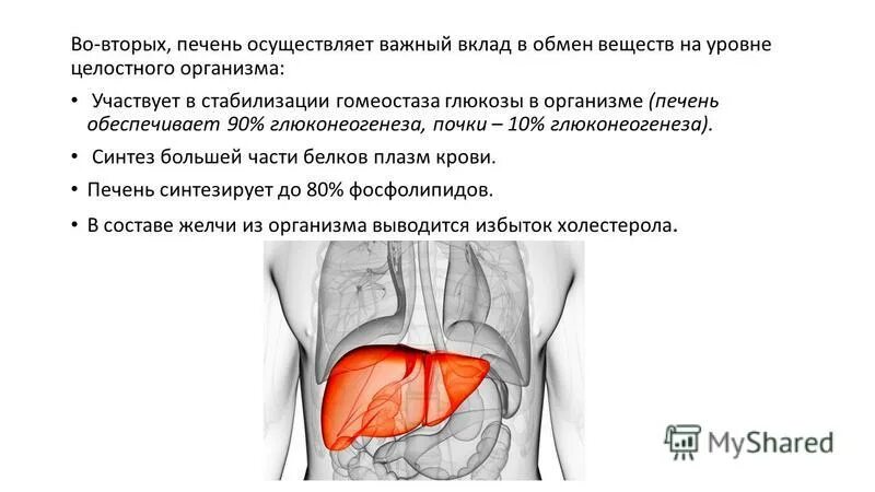 Печень обеспечивает утилизацию. Печень обеспечивает утилизацию