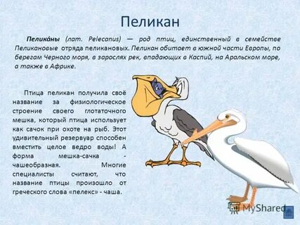Пиликал значение слова