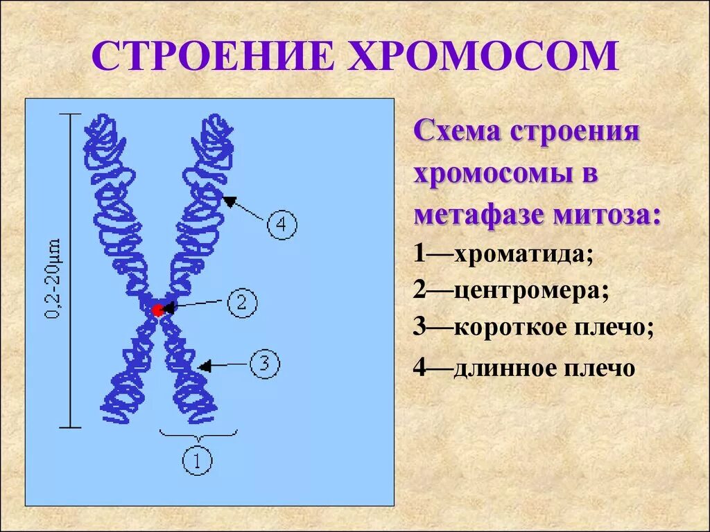 Схема строения хромосомы. Строение хромосом эукариот схема. Хроматин хроматиды хромосомы. Структура хромосомы эукариот. Внутреннее строение хромосом