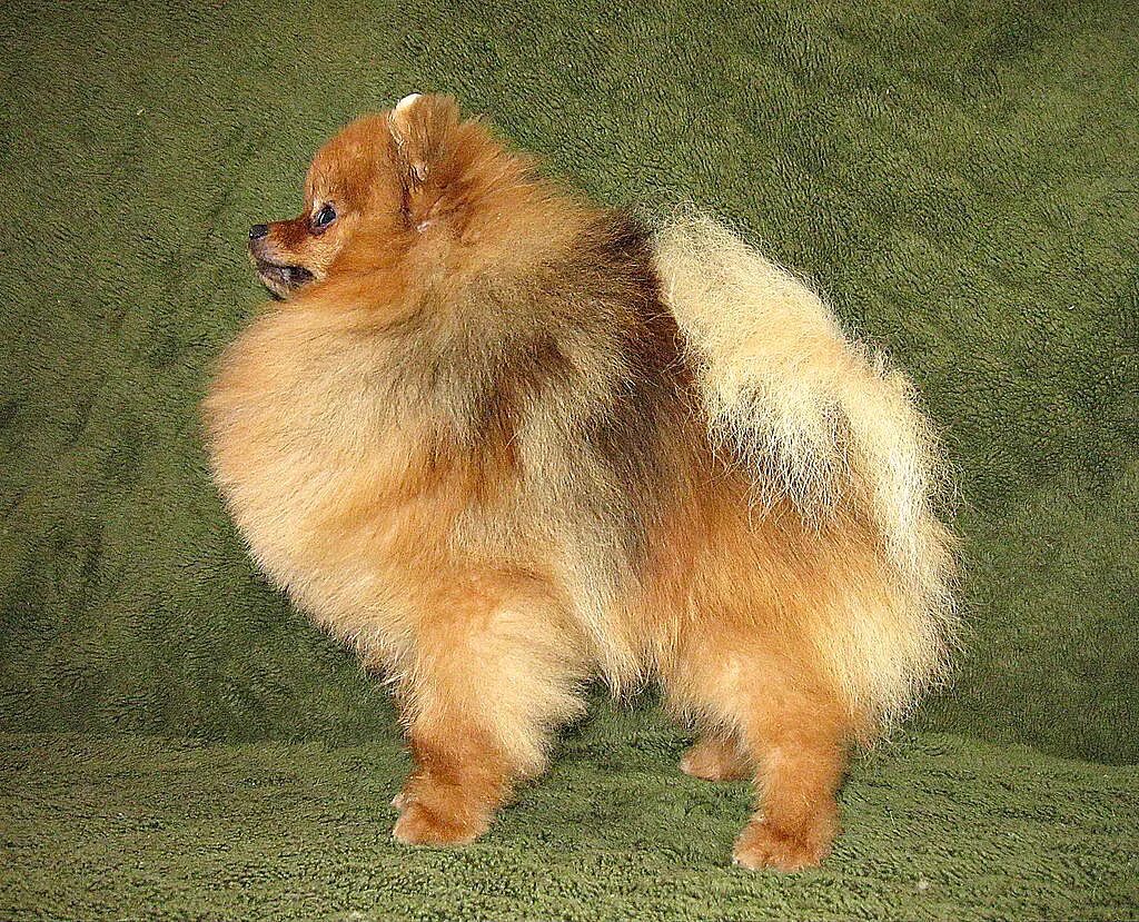 немецкий малый шпиц малый. малый шпиц. померанский шпиц стандарт. малый немецкий шпиц кляйншпиц. померанский шпиц стандарт.