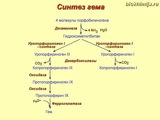 Синтез гему. Синтез гема биохимия схема. 17. Общая схема синтеза гема. Синтез и распад гема биохимия. Схема распада гемоглобина биохимия.