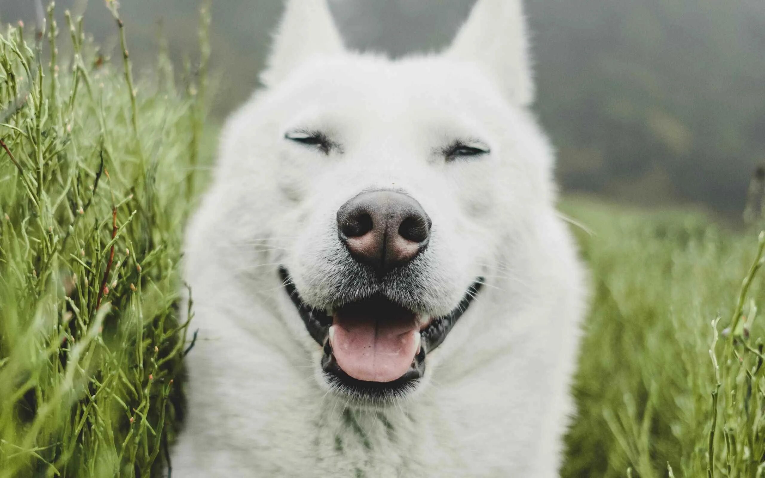 30 лет собаки. Белый пес лето. Лицо белой собаки. Белая прикольная собака. Смешное фото белой собаки.