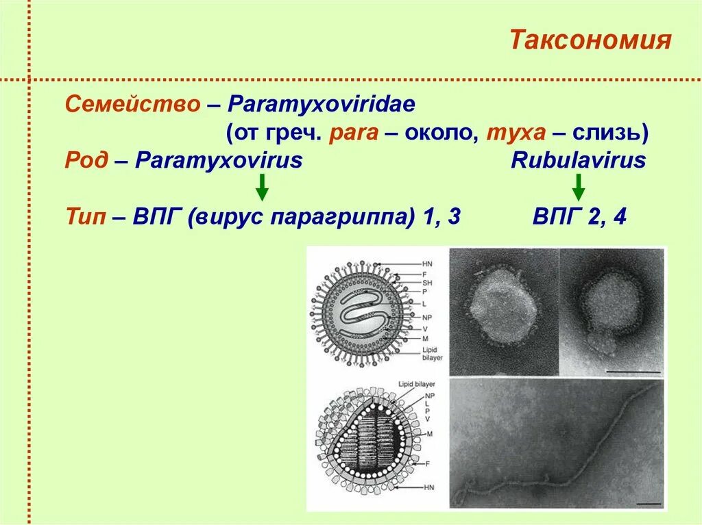 Семейство вируса гриппа. Вирус парагриппа человека микробиология. Возбудитель парагриппа микробиология. Парагрипп строение вириона. Возбудители парагриппа таксономия микробиология.
