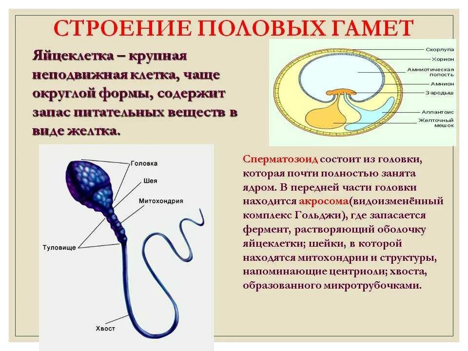 Строение и функции половых клеток. Функции половых клеток – гамет.. Строение половых клеток яйцеклетка. Строение мужских и женских половых клеток. Мужские гаметы образуются в результате